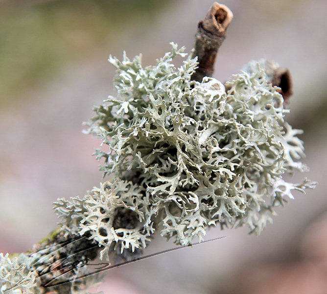 lichen blanc nature macro