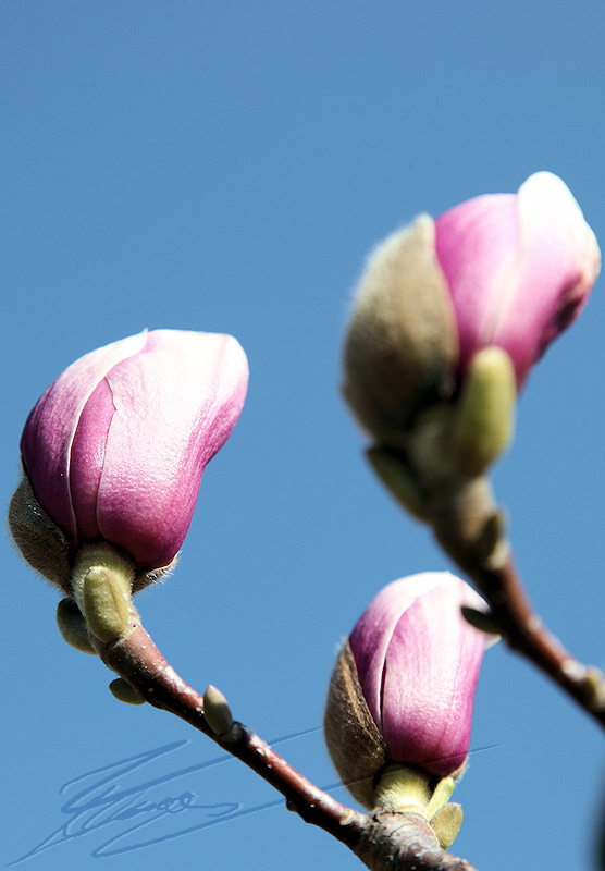 Nature bourgeon fleur mauve blanc magnolia