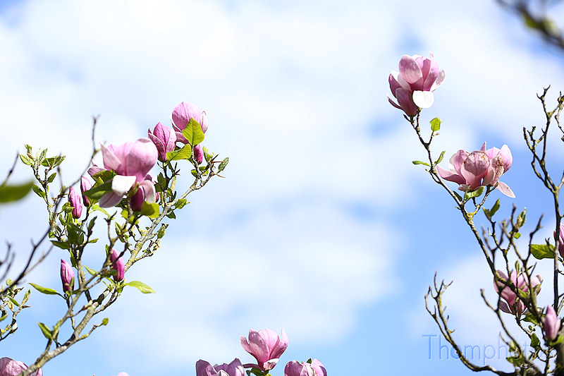 nature printemps fleurs flower spring magnolia rose blanche white claude françaois arbre tree