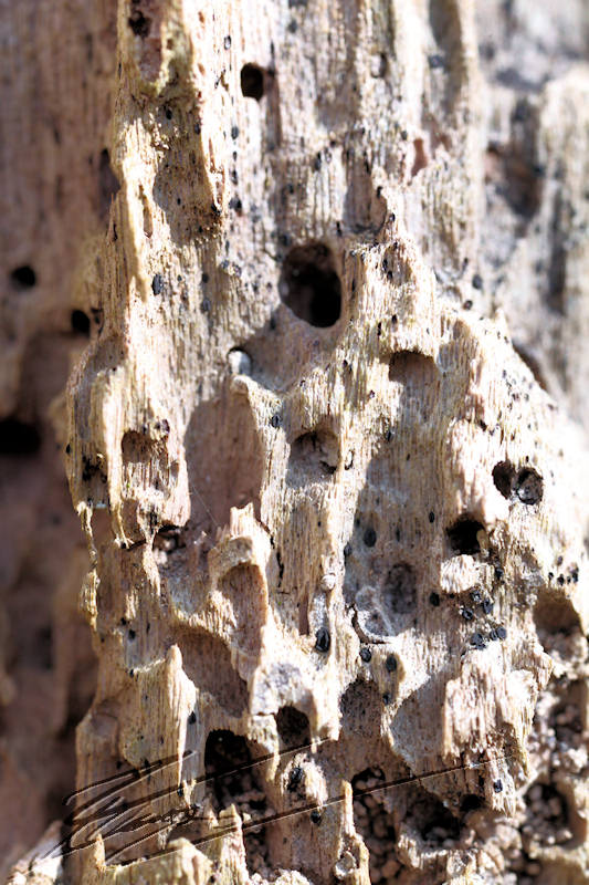 Nature maison fourmis fourmilière bois trous