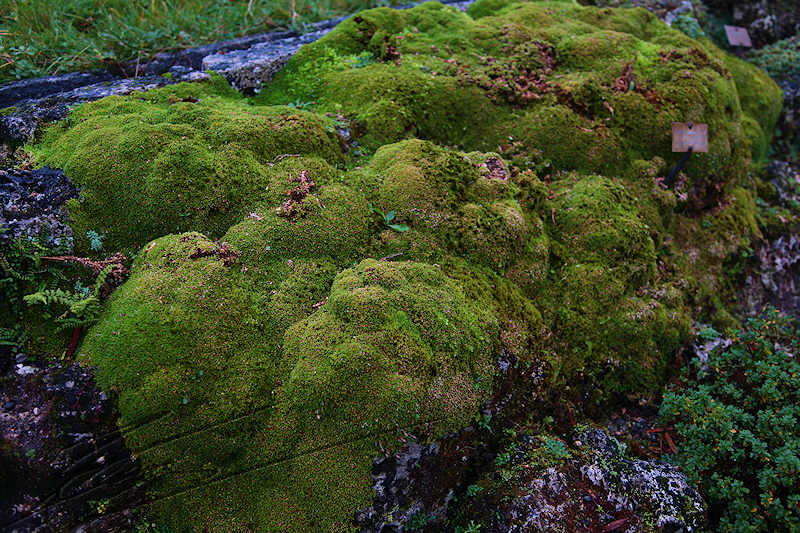 macro nature mousse massif pierre roche humide vert