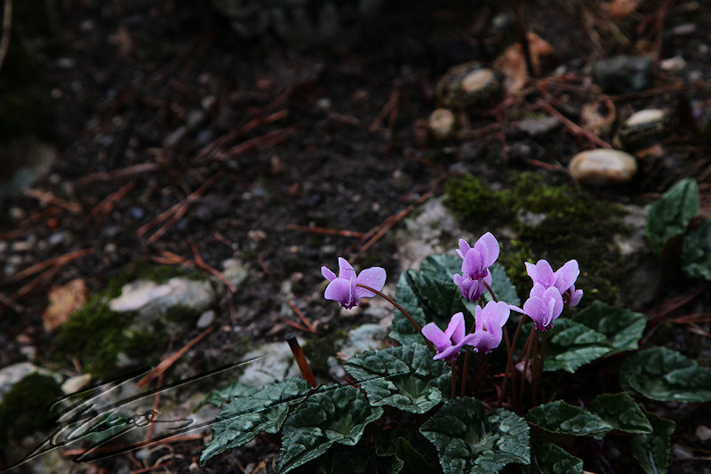 macro nature mauve fleur violettes petites ras du sol volante