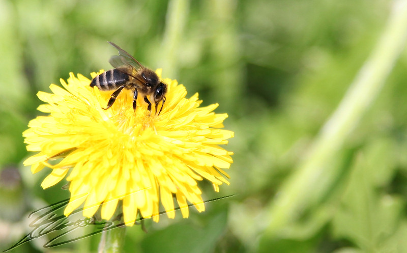 fleur jaune nature pissenlit abeille