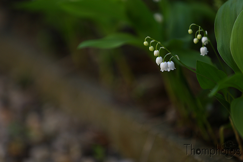 nature printemps fleurs flower spring muguet lili of the valley clochettes blanches white bell mois de mai