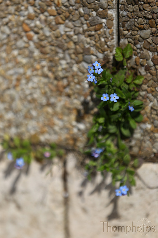 nature printemps fleurs flower spring myosotis blue bleu