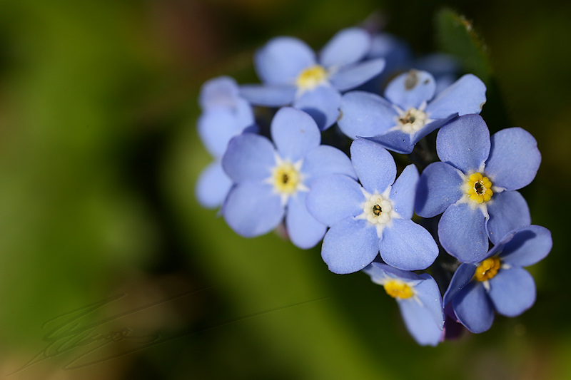 macro nature printemps été spring summer fleur flower blue pale petite little champs pré myosotis forget-me-not forget me not ne m'oublie pas