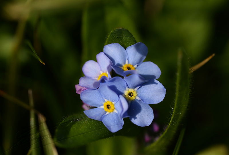 macro nature printemps été spring summer fleur flower blue pale petite little champs pré myosotis forget-me-not forget me not ne m'oublie pas