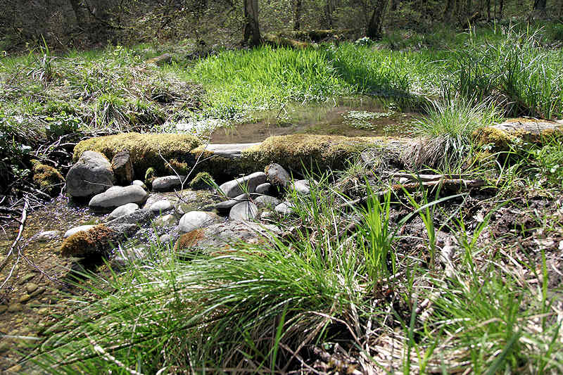 Nature ruisseau souche bois mousse plante aquatique étang