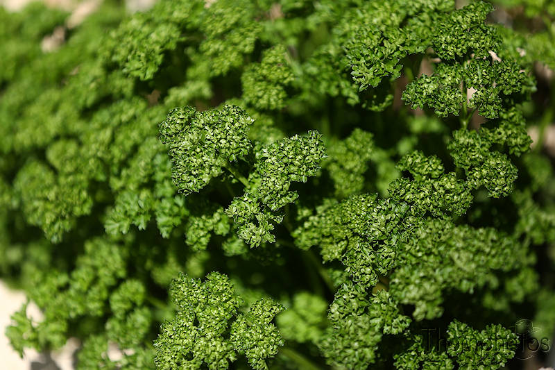 nature herbe verte green grass persil frisé condiment aromathe jardin cuisine cook