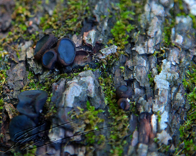 macro nature champignon champi sous bois noir brun écorce tronc petit bol