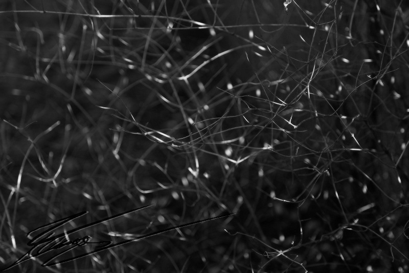 nature branches lumière noir et blanc points