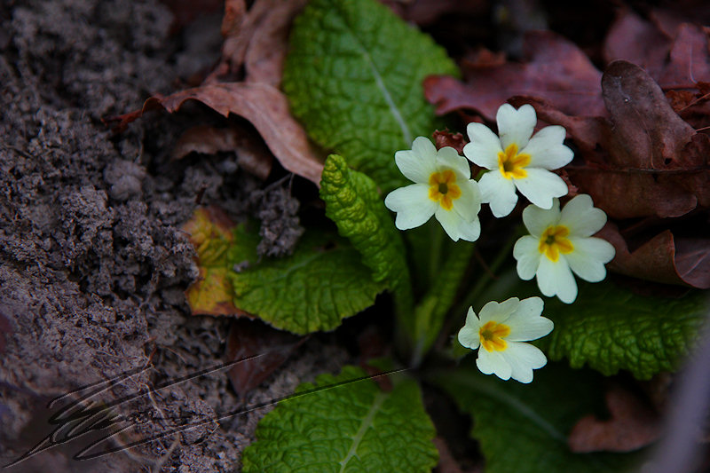 macro nature hiver printemps première primevère prime verte écolo fleur jaune pâle