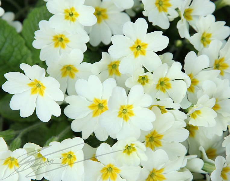 Nature fleur jaune blanc primevère macro