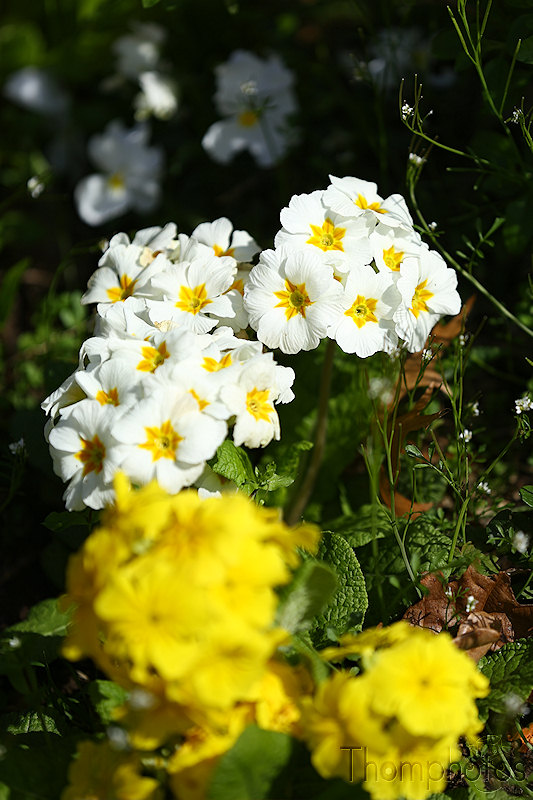 nature printemps fleurs flower spring Primevers soleil sun blanches white jaune yellow