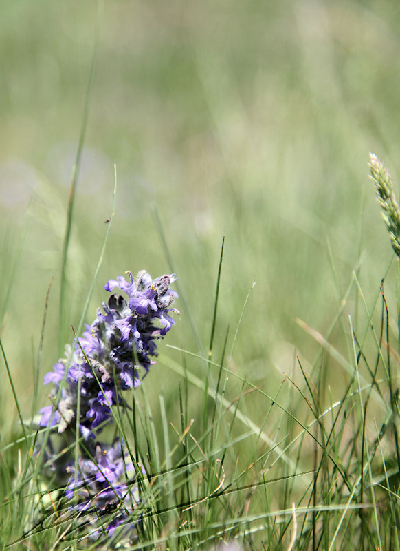 nature printemps champs plante tige violette mauve fleur