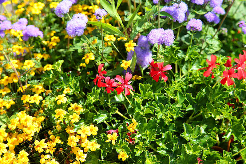 macro nature fleurs quadrichromie 4 quatre couleurs vert rouge bleu jaune violet mauve