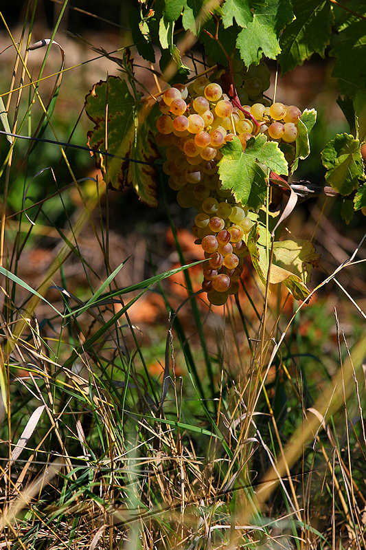 macro nature raisin banc vendange vigneron vin alcool cuvée russin fête ramassage herbe automne fin d'été doré par le soleil