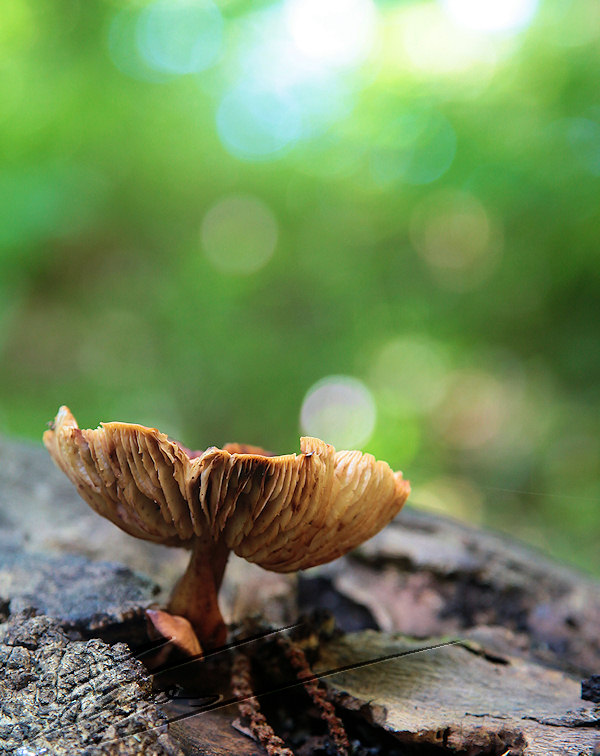 macro nature champignon champi sous bois tronc écorce orange jaune brun beige ondulé