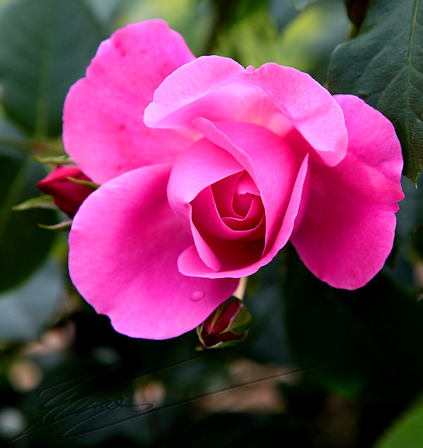 macro nature roses rose perlée goutte d'eau couleur fleurs fraîche