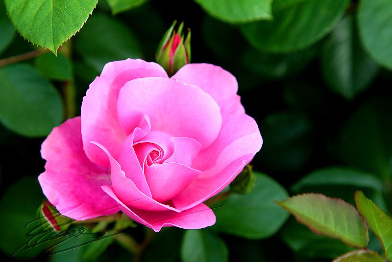 macro nature roses rose perlée goutte d'eau couleur fleurs fraîche