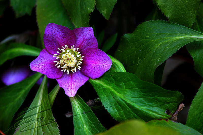 macro nature rose de noël hdr high dynamic range mauve violet vert hiver printemps