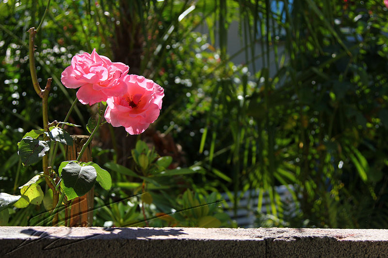 macro nature printemps été summer mur champs herbes fleure rose parpaing gris ciment construction abri atelier jardin