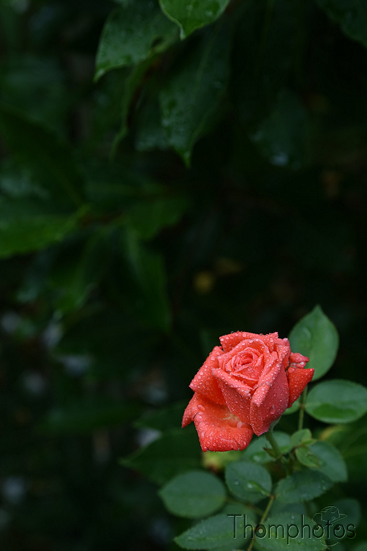 nature rose fleur flower perlée droplet douceur sweetness