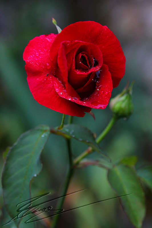 macro nature été fleur rouge rose pleurs humide gouttes d'eau crystal cristal