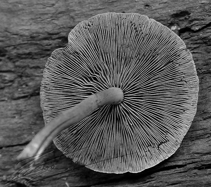 macro nature champignon champi sous bois blanc beige gris noir nb rond lamelle lisse