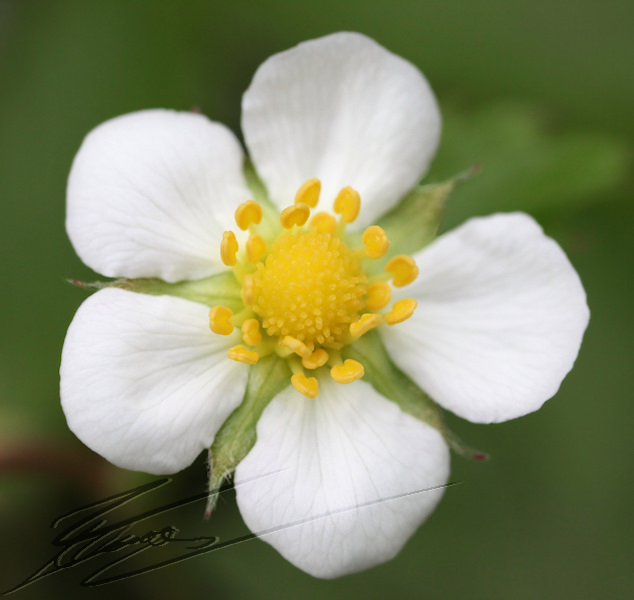 fleur blanche nature fraise des bois