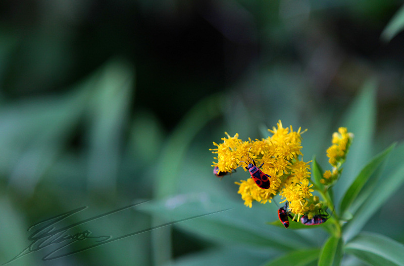 macro nature sous bois graine jaune épis duveteux fleur insecte rouge gendarme carabinier