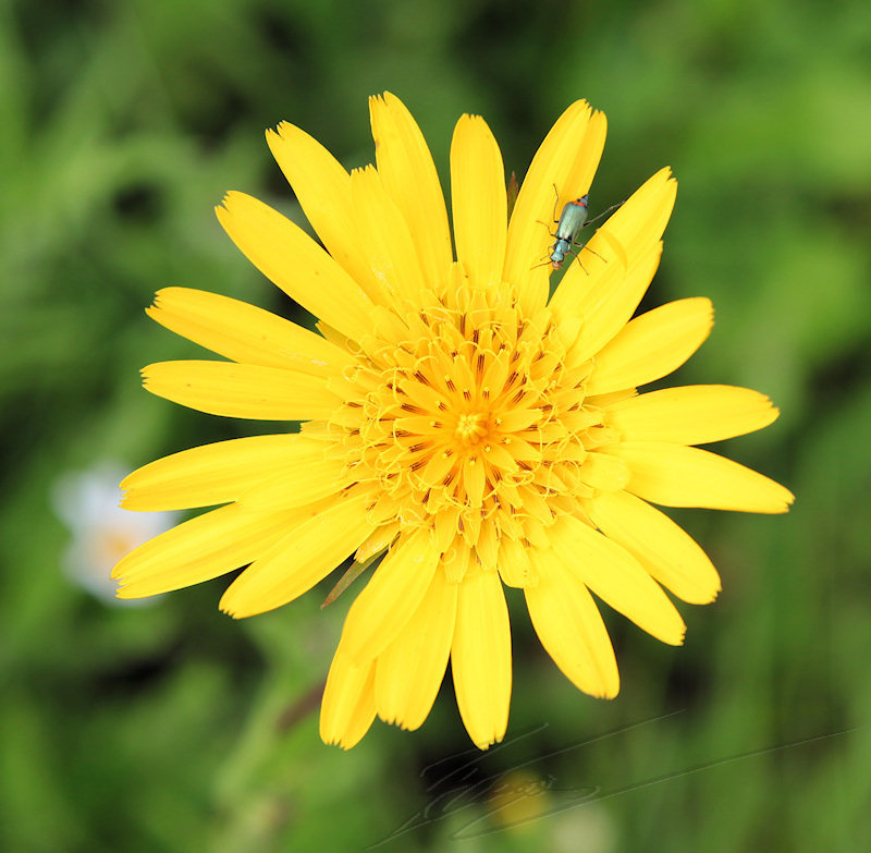 fleur jaune nature insecte salsifi des prés