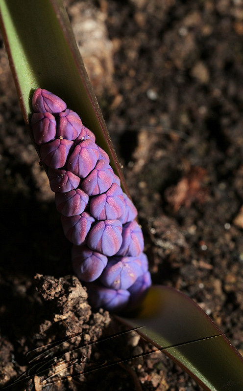 Nature sortie fleur graine mauve violet macro