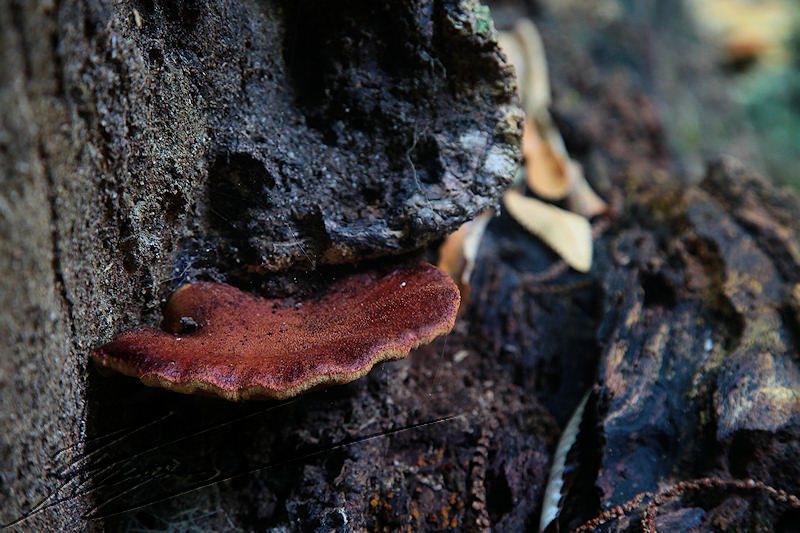 macro nature champignon champi sous bois brun rouge beige orcre orange tronc soucoupe ondulé assiette