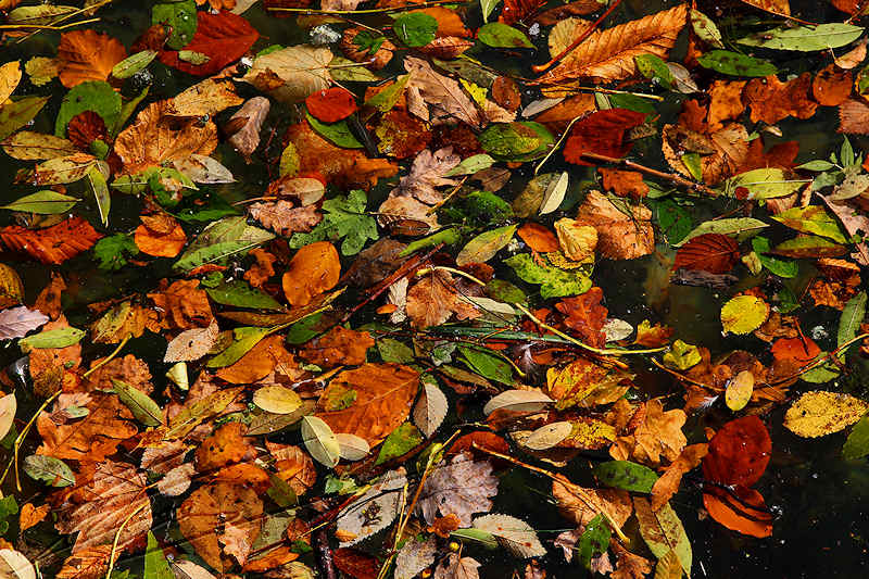 macro nature tapis d'automne feuilles mortes sur l'eau lac léman genève