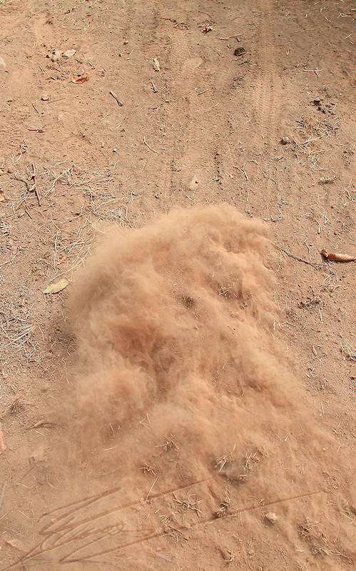 macro nature tempête de sable pour fourmis nuage poussière brune ocre beige tan