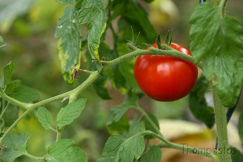 nature jardin garden bio tomates tomatoes rouge red vert green potager