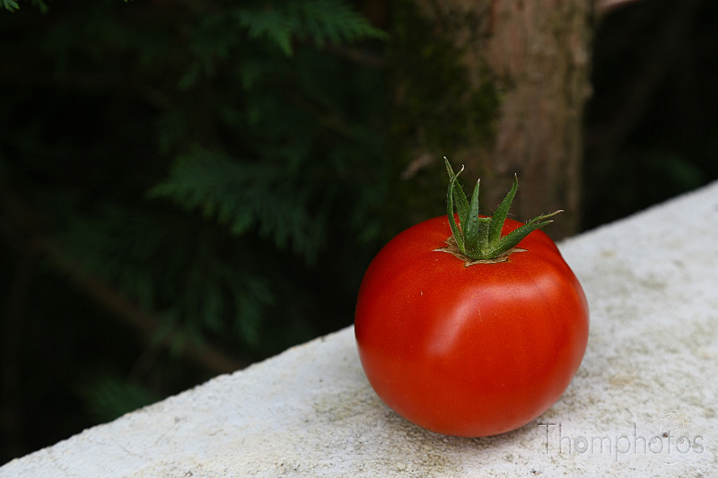 nature jardin garden bio tomates tomatoes rouge red vert green potager