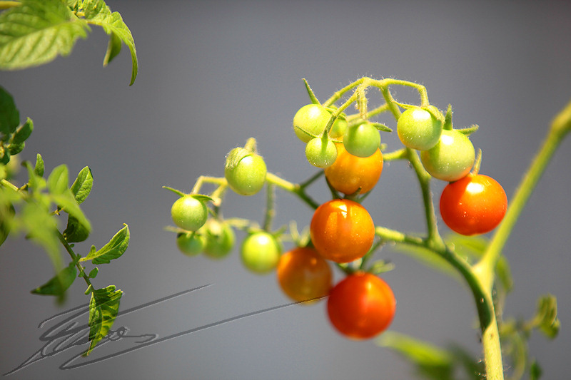 macro nature fruit légume tomates cerises dégradé couleur jaunve vert rouge orange branche évolution maturité