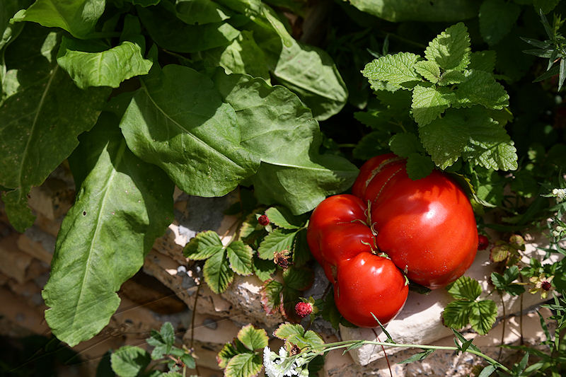 macro nature jardin potager garden fruits légumes legums home made fait maison plantations bio agriculture biologique tomates tomatoes oseille été manger feuilles vertes green leafs
