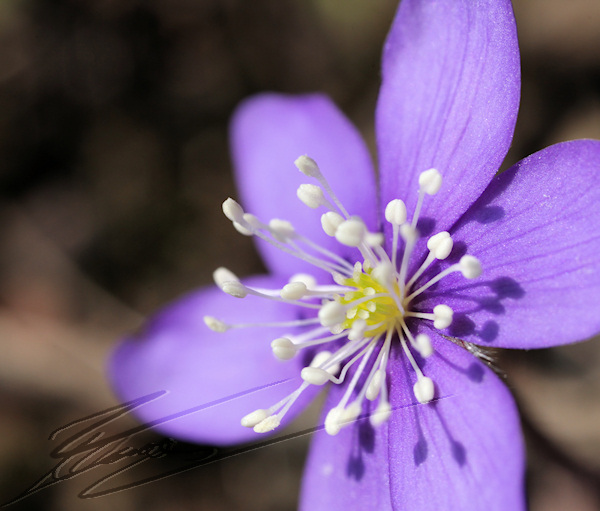 nature fleur mauve violette macro graine top départ