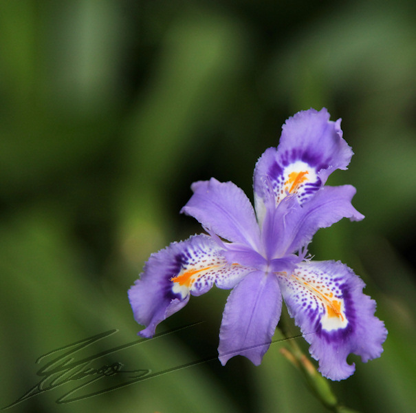 nature fleur mauve violet zelda triforce