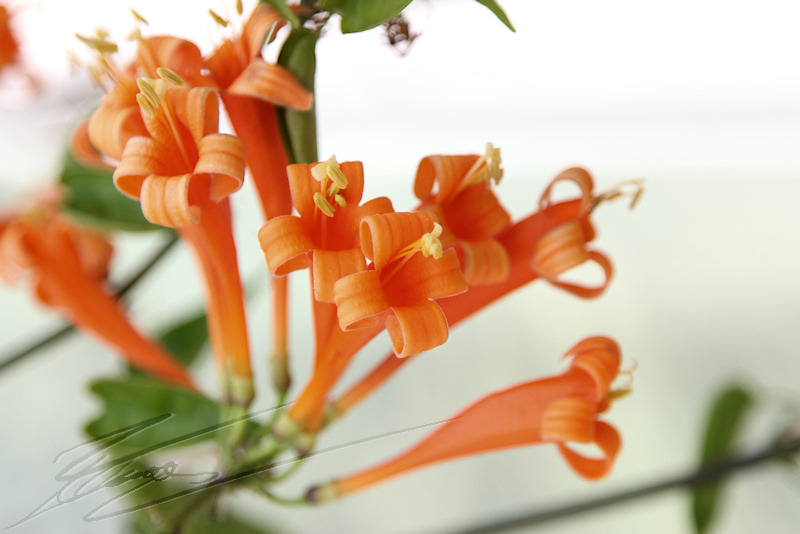 nature trompettes orange fleur cône