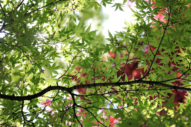 nature feuilles vertes rouges trouée feuillage arbre