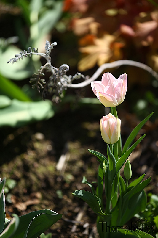 nature printemps fleurs flower spring tulipe rose