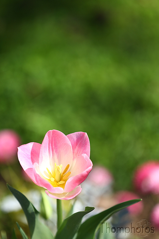 nature printemps fleurs flower spring tulipe rose