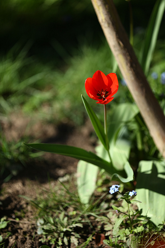 nature printemps fleurs flower spring tulipe rouge red