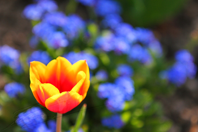macro nature printemps été summer flower fleur jardin bokeh tulipe rouge orange jaune feu fire sur fond bleu myosotis