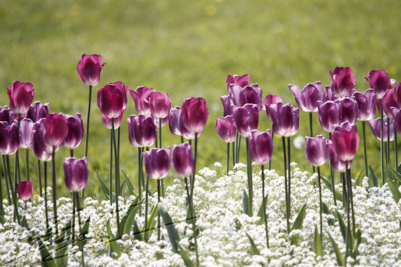 tulipes nature fuschia mauve violet