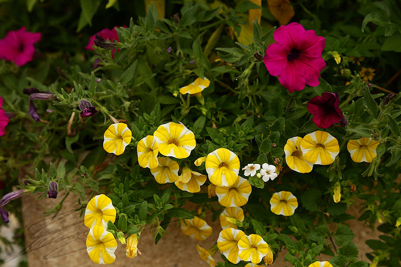 macro nature jardin fleurs flowers colors couleurs jaune yellow rose rouge red vert green pétunia HP Harry potter J K rowling petunia